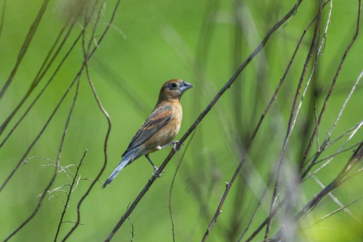 Blue Grosbeak - ML618496299