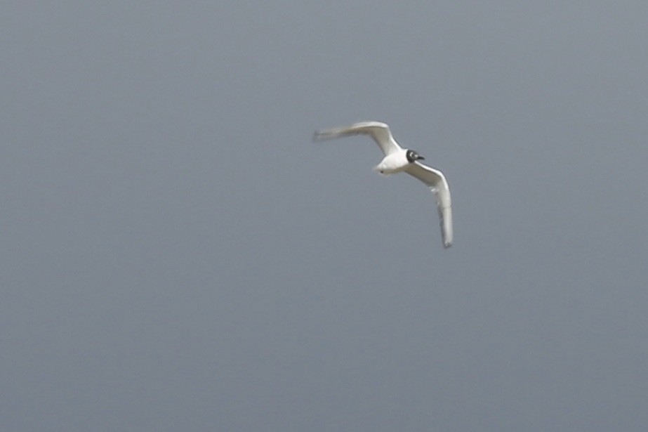 Bonaparte's Gull - ML618496306