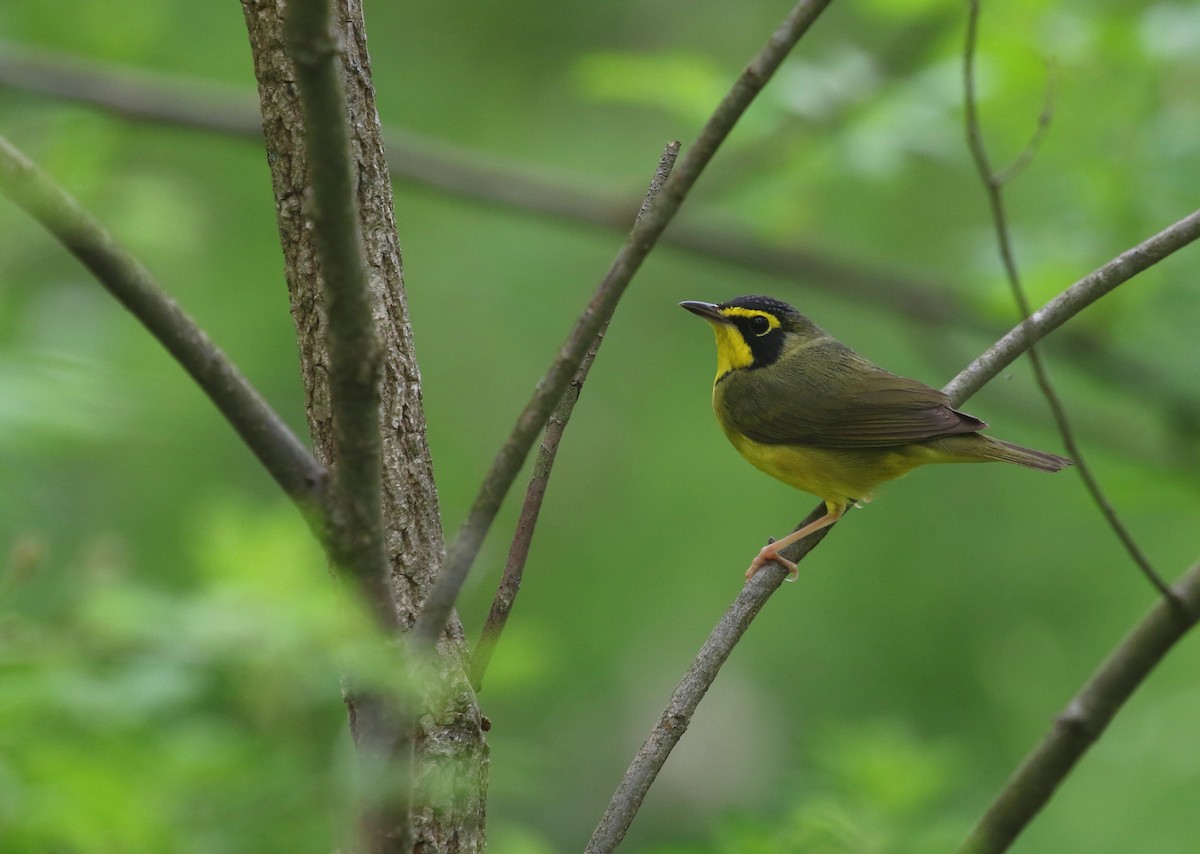 Kentucky Warbler - ML618496314