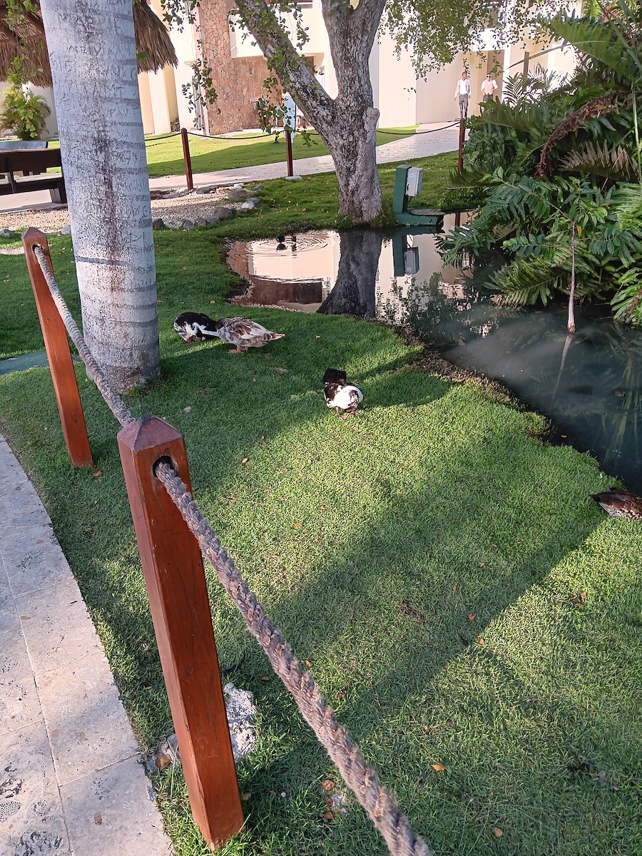 Muscovy Duck (Domestic type) - Anonymous