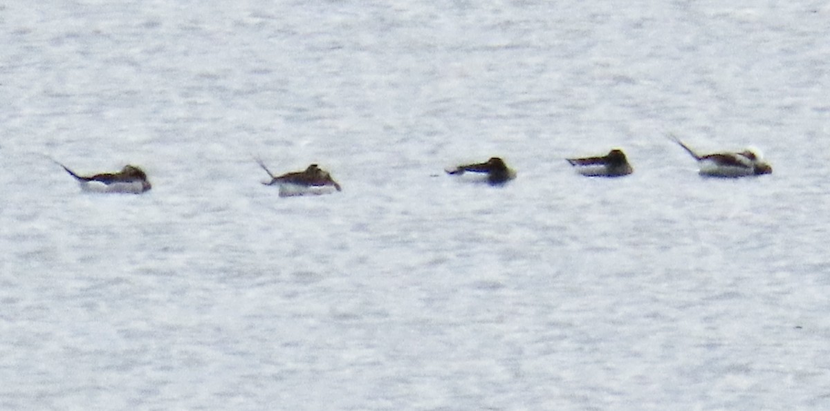 Long-tailed Duck - ML618496445