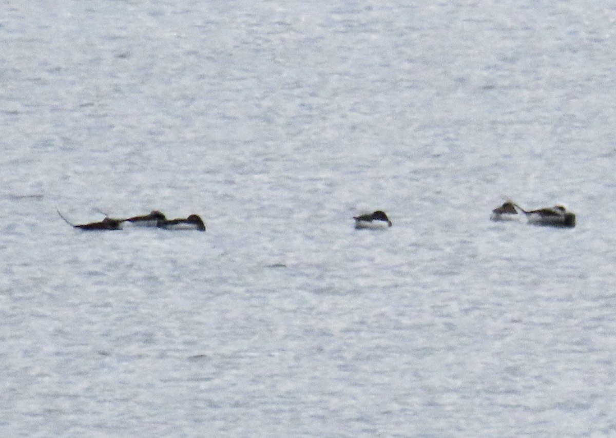 Long-tailed Duck - ML618496449