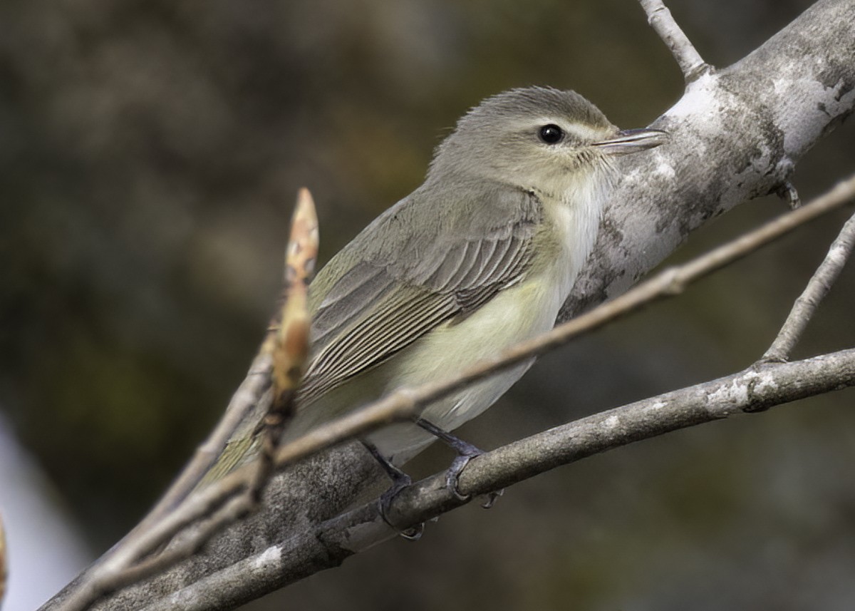 Warbling Vireo - Luc Tremblay