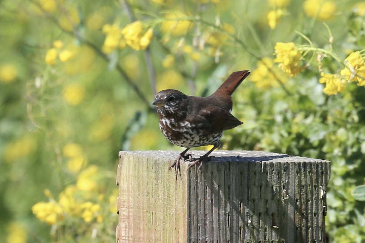 Fox Sparrow (Sooty) - Keith Gress