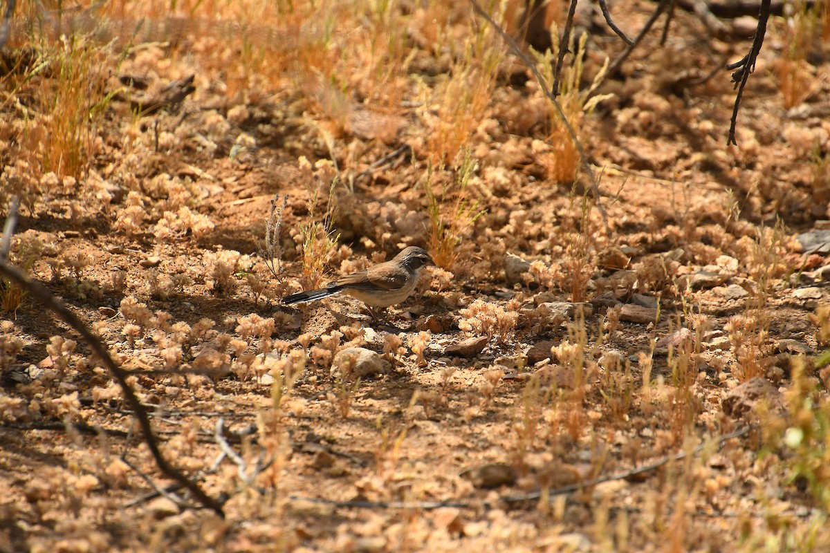 Black-throated Sparrow - Team Sidhu-White
