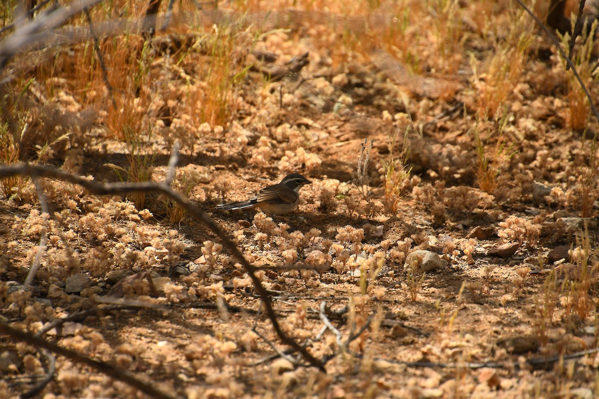 Black-throated Sparrow - Team Sidhu-White