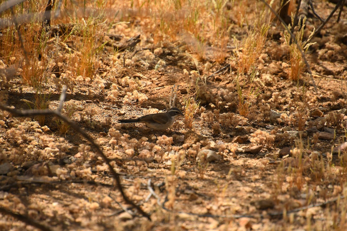 Black-throated Sparrow - Team Sidhu-White