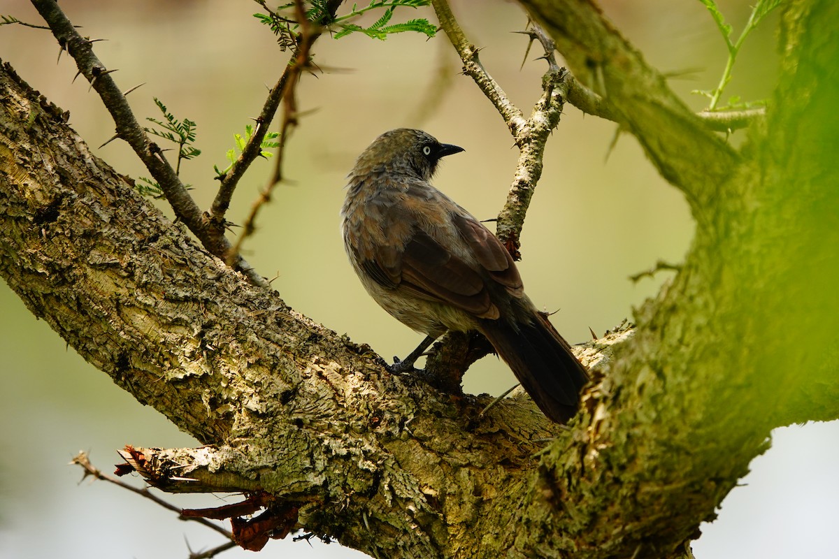 Black-lored Babbler - Emily Denker