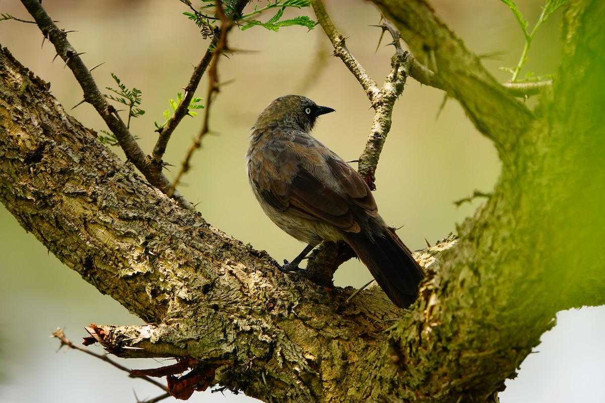 Black-lored Babbler - ML618496497