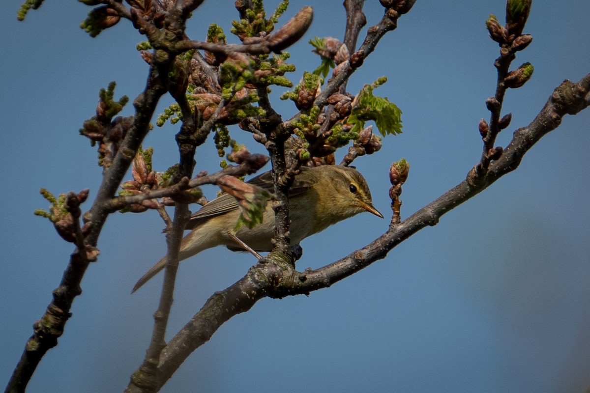 Common Chiffchaff - Josep Bernaus