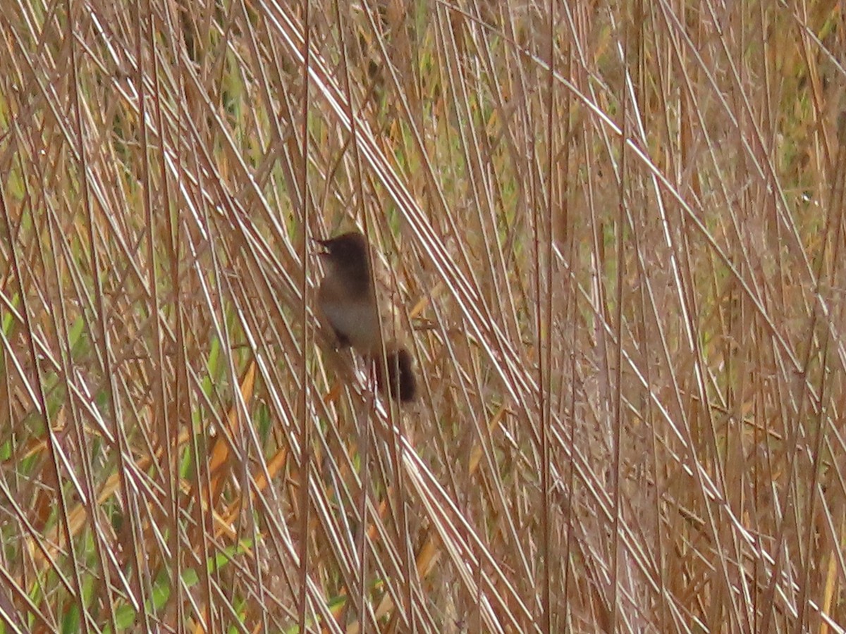Broad-tailed Grassbird - Sreekumar Chirukandoth