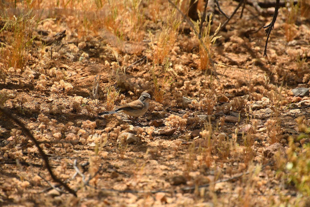 Black-throated Sparrow - Team Sidhu-White