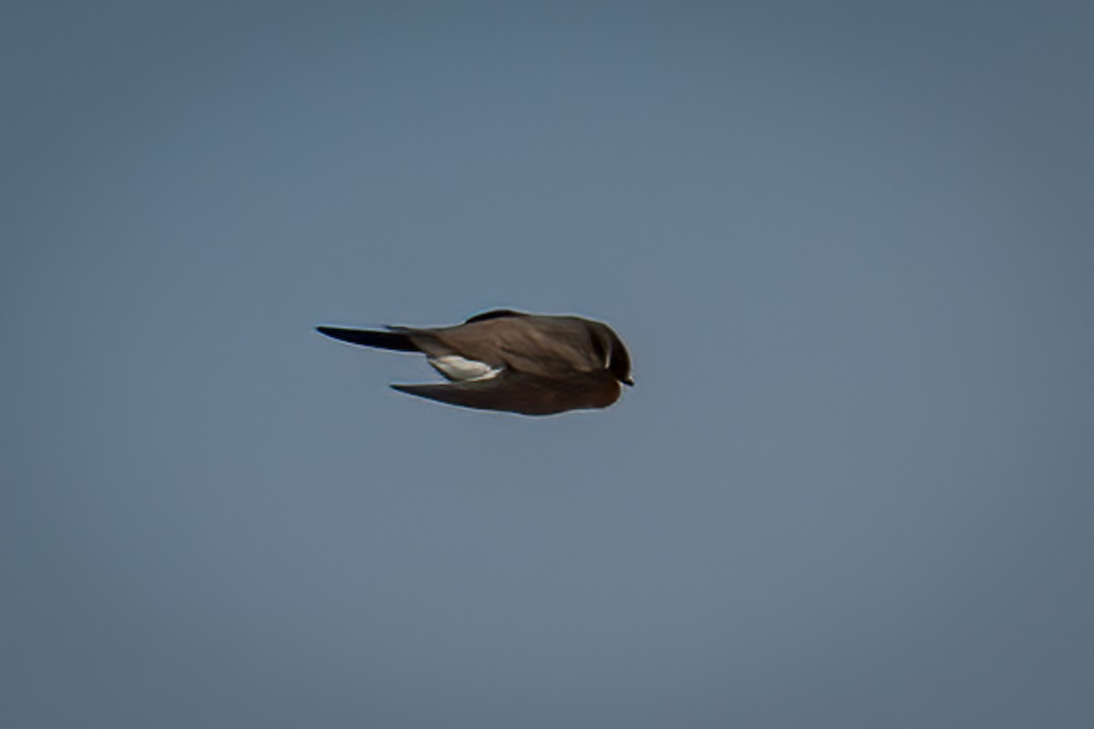 Bank Swallow - Josep Bernaus