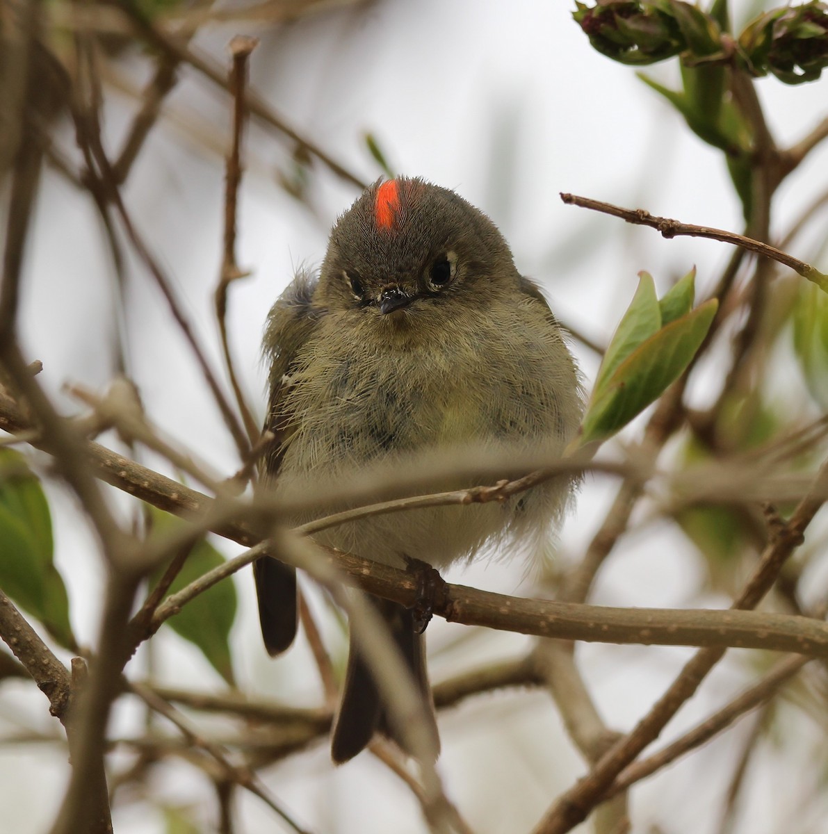 Ruby-crowned Kinglet - Ronnie Van Dommelen