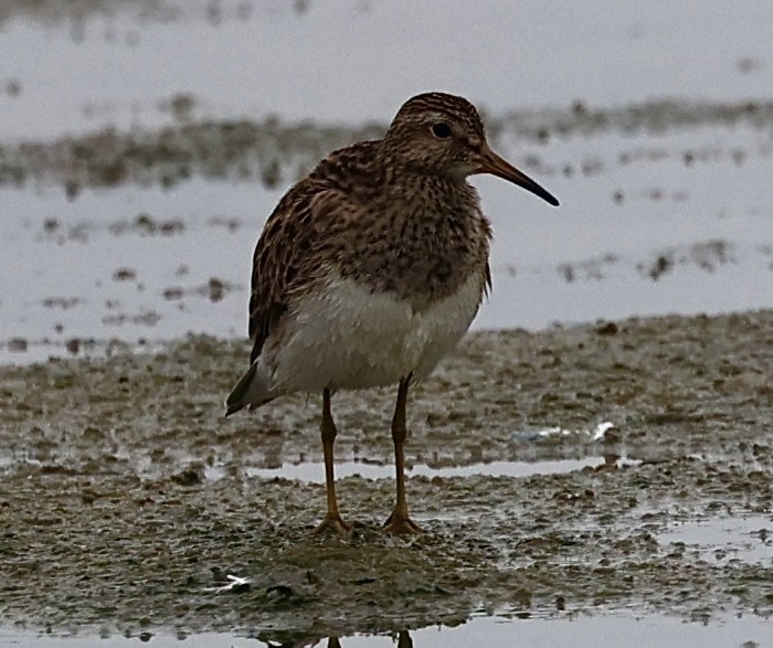 Pectoral Sandpiper - ML618496559