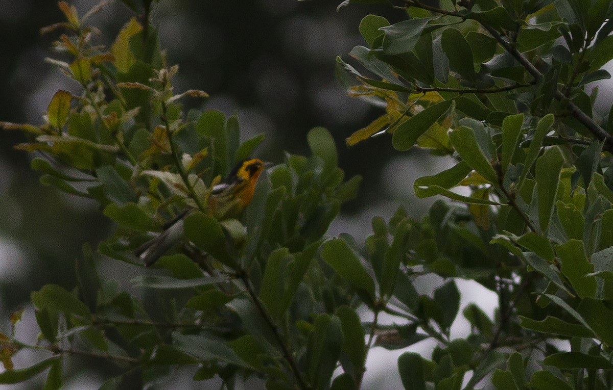 Blackburnian Warbler - ML618496585