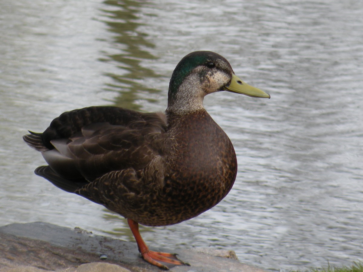 Mallard x American Black Duck (hybrid) - justin  burke