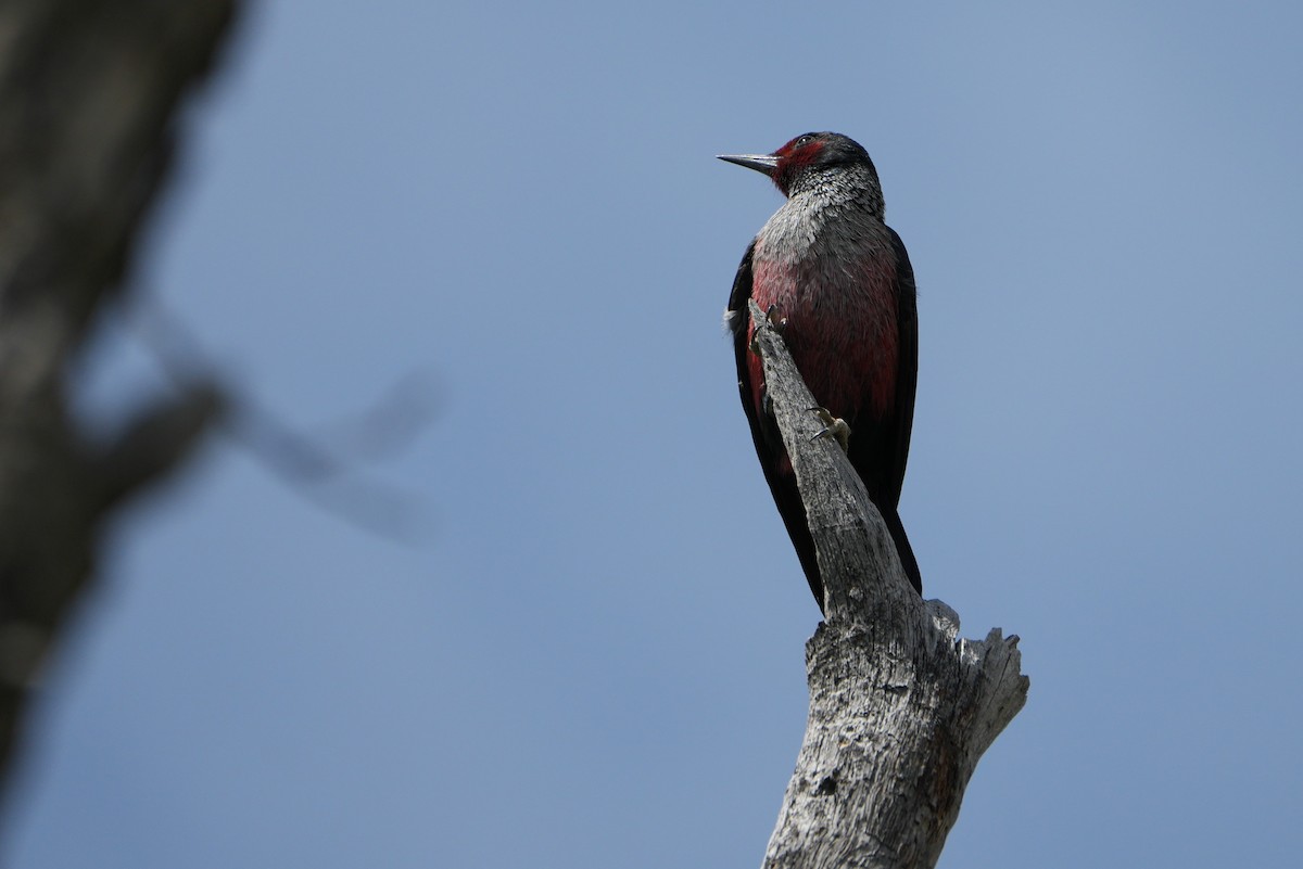 Lewis's Woodpecker - ML618496605