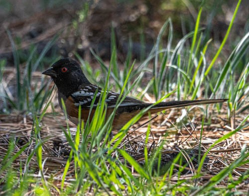 Spotted Towhee - Carlton Cook