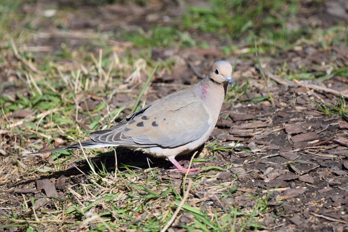 Mourning Dove - Pete Fehr