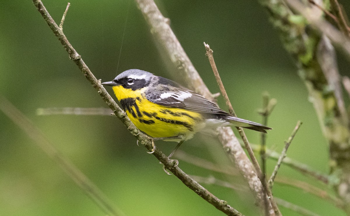 Magnolia Warbler - Taylor Long