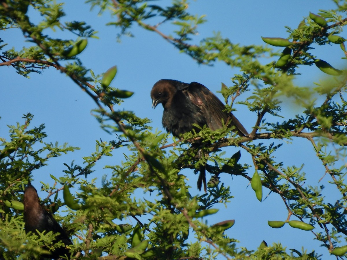 Brown-headed Cowbird - Francisco Valdes