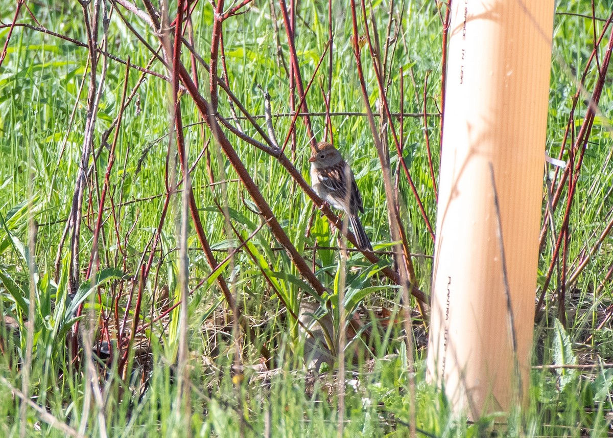 Field Sparrow - ML618496682