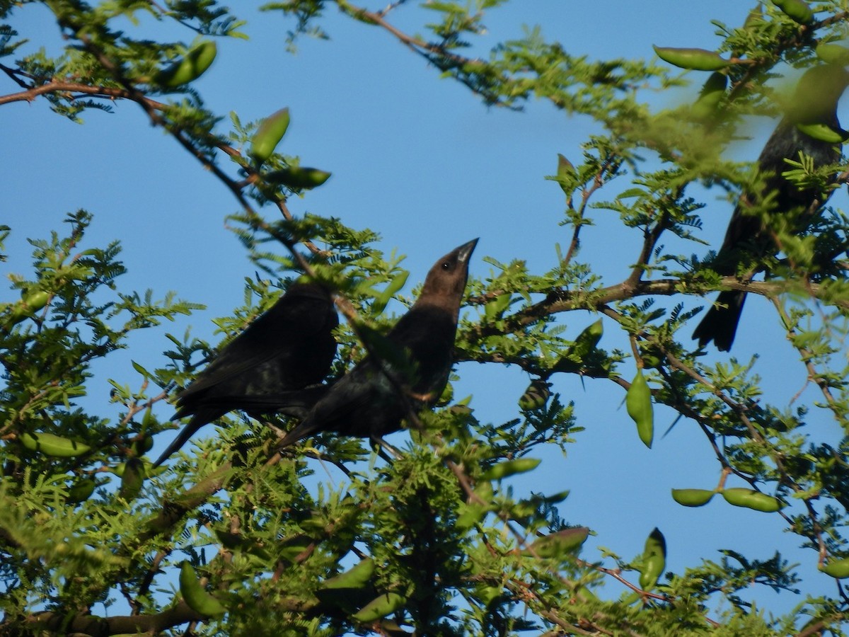 Brown-headed Cowbird - Francisco Valdes