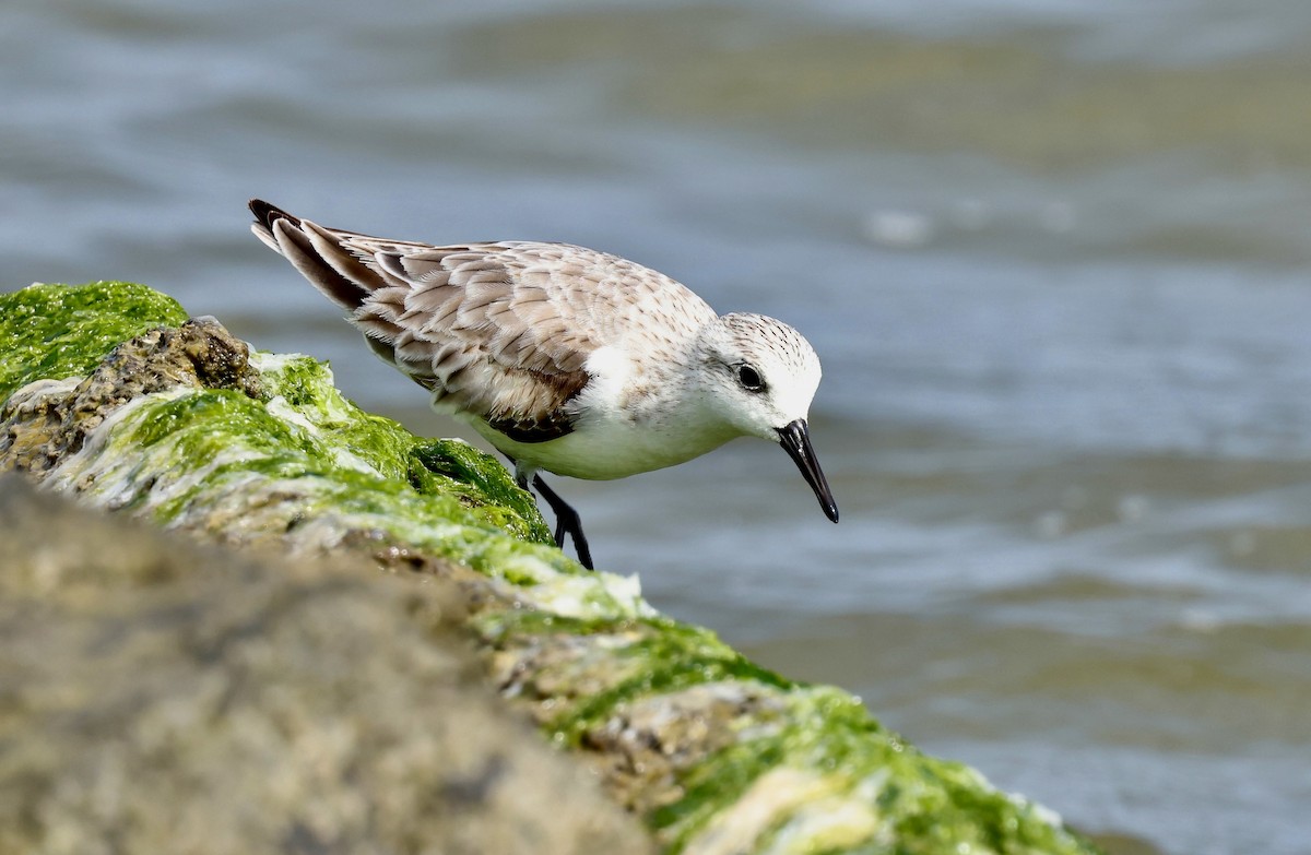 Sanderling - Grace Simms  🐦‍⬛