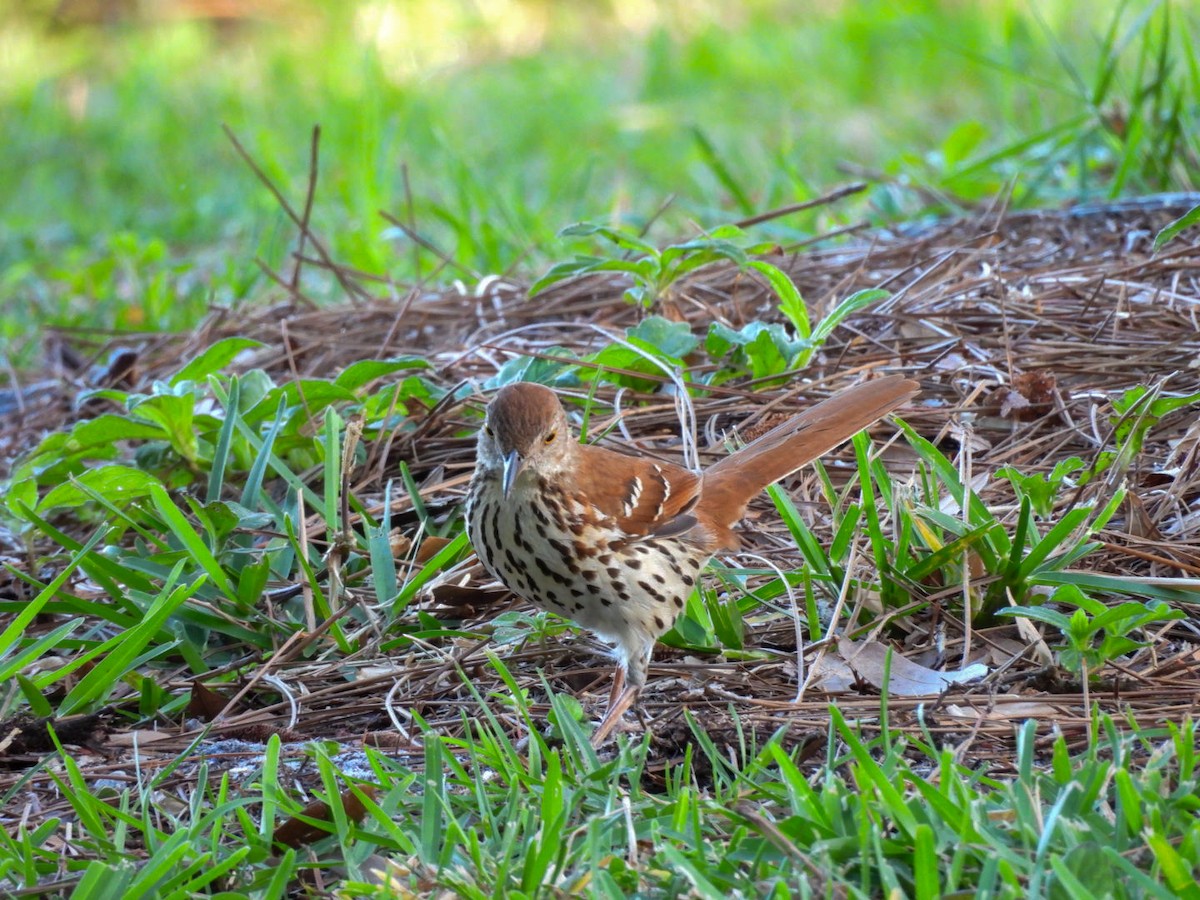 Brown Thrasher - Charles Trent