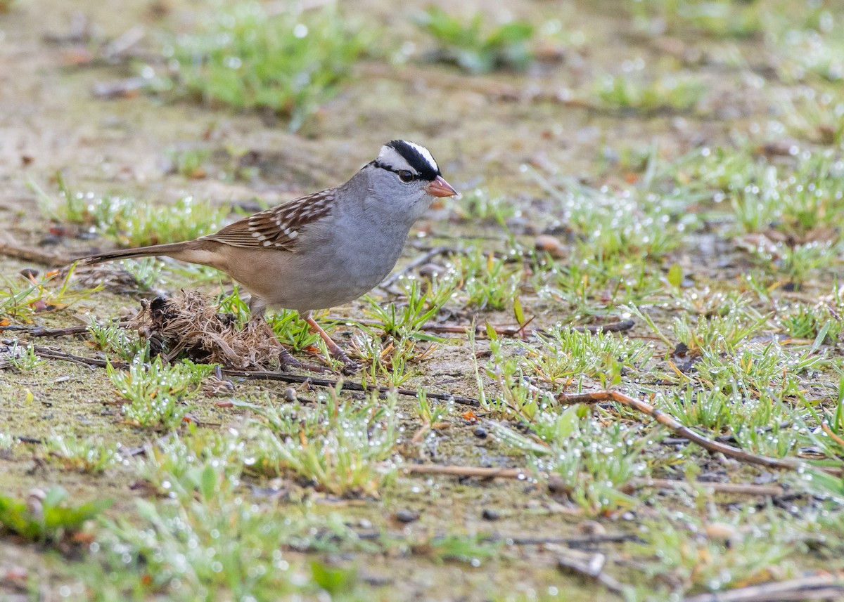 White-crowned Sparrow - ML618496692