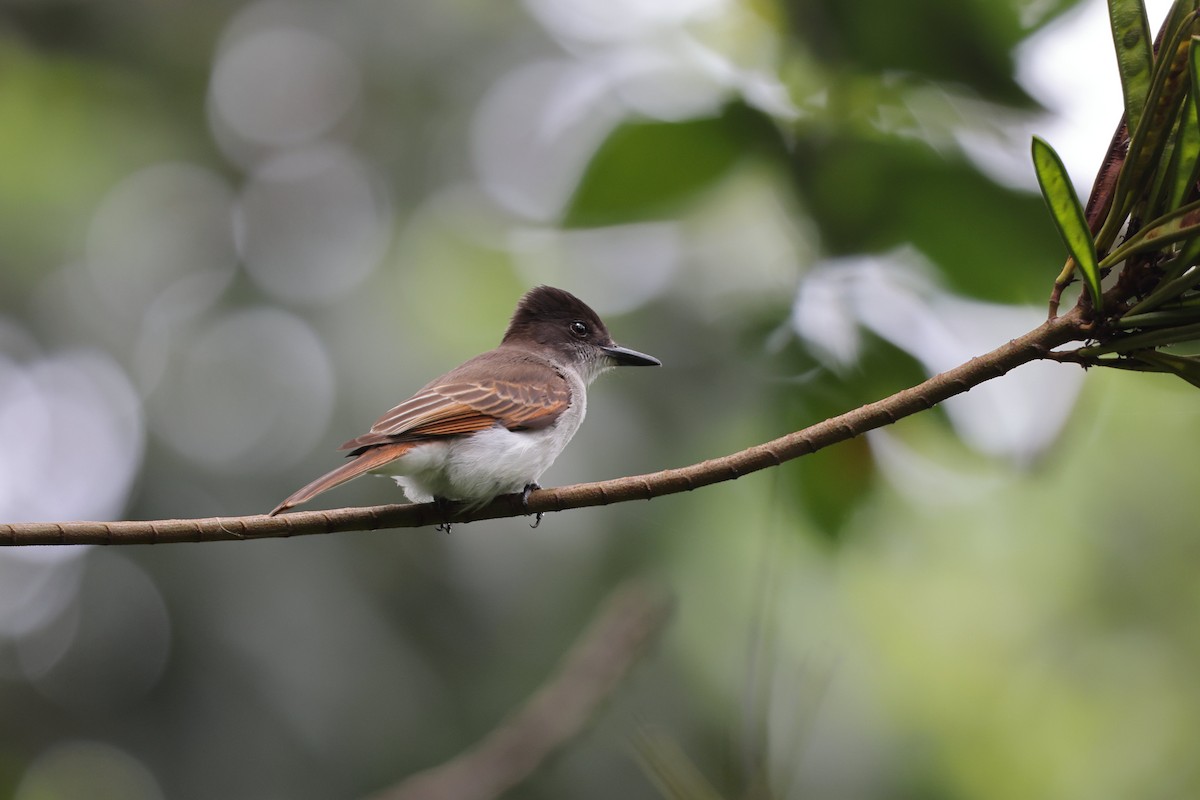 Loggerhead Kingbird (Hispaniolan) - Mark Piazzi