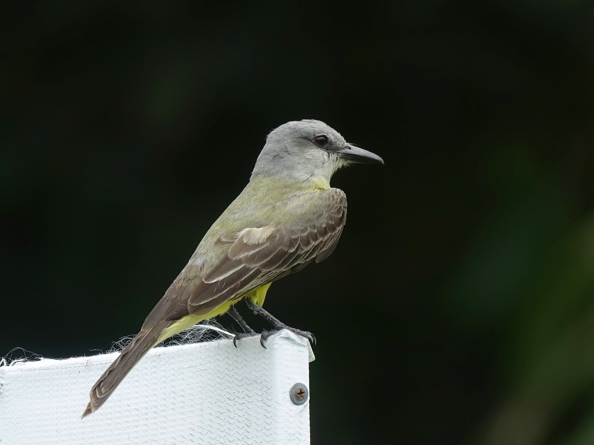 Tropical Kingbird - ML618496699