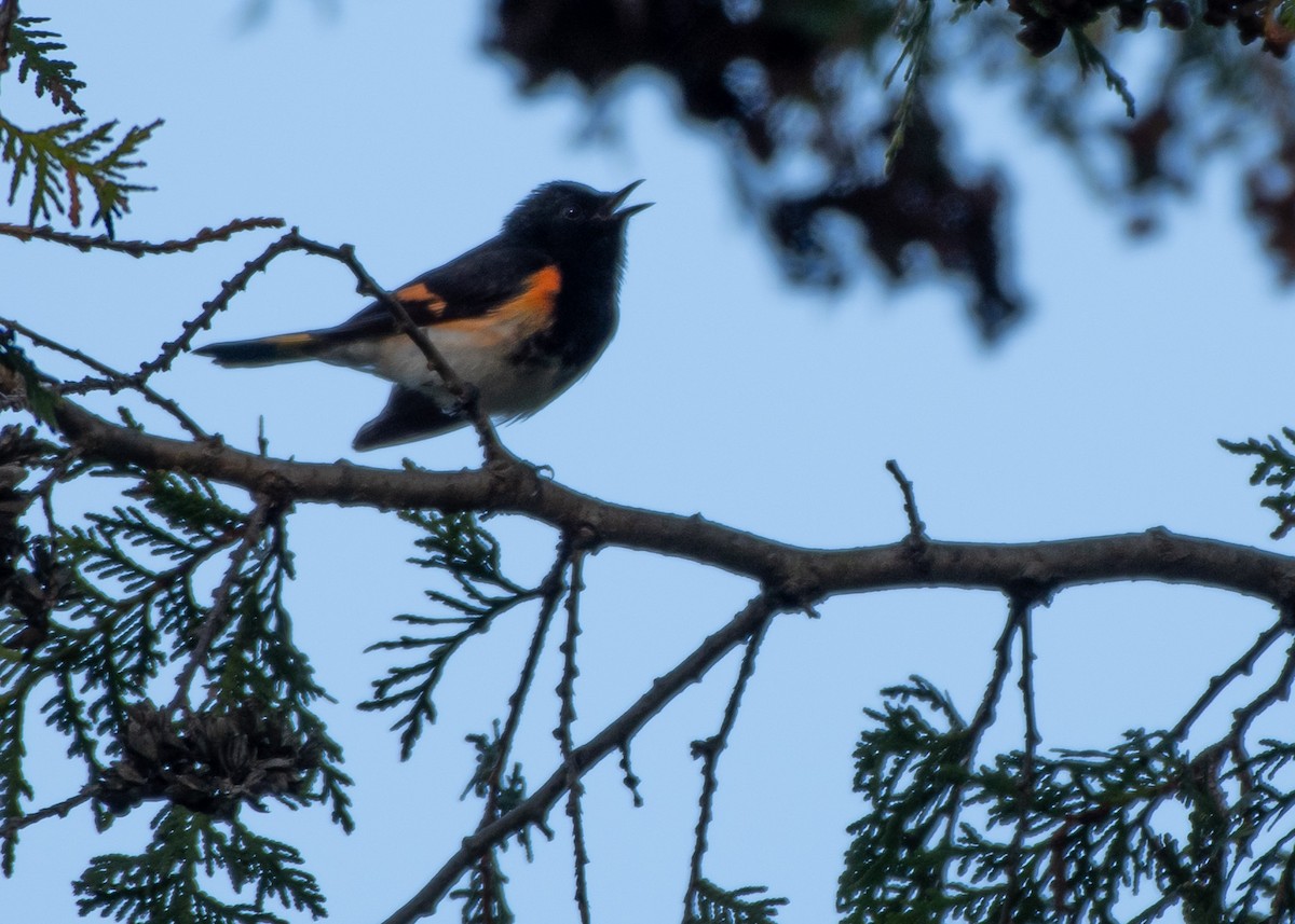 American Redstart - Jake Nafziger