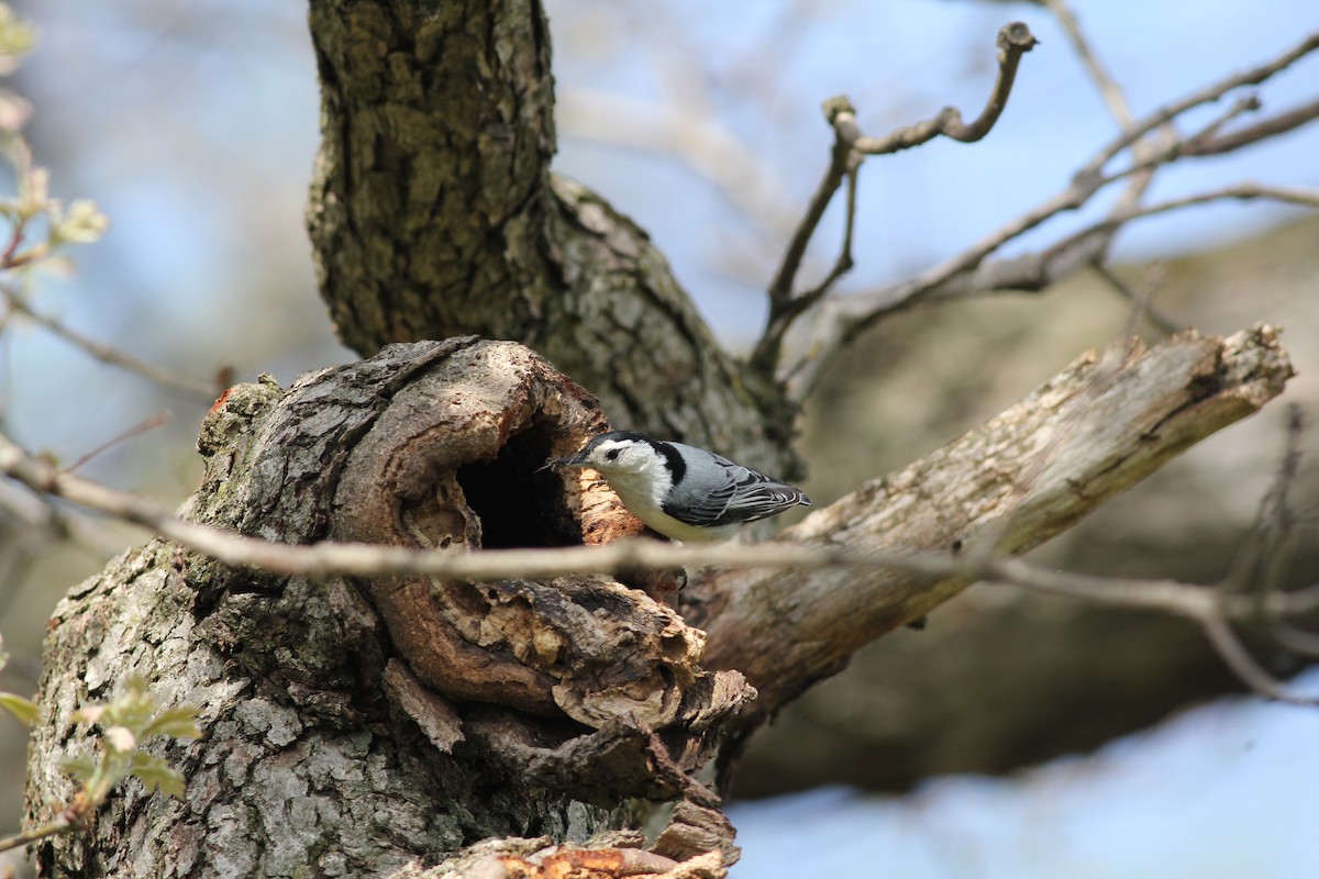 White-breasted Nuthatch - ML618496722
