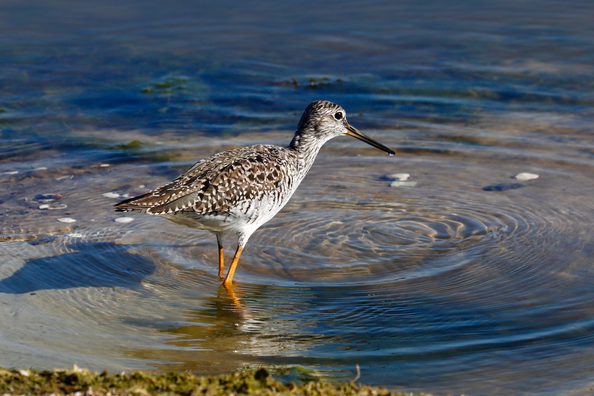 Greater Yellowlegs - Paul Petrus