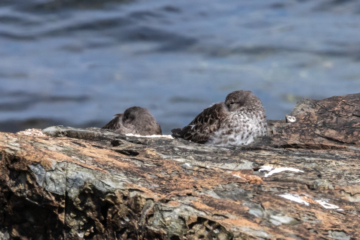 Purple Sandpiper - ML618496750