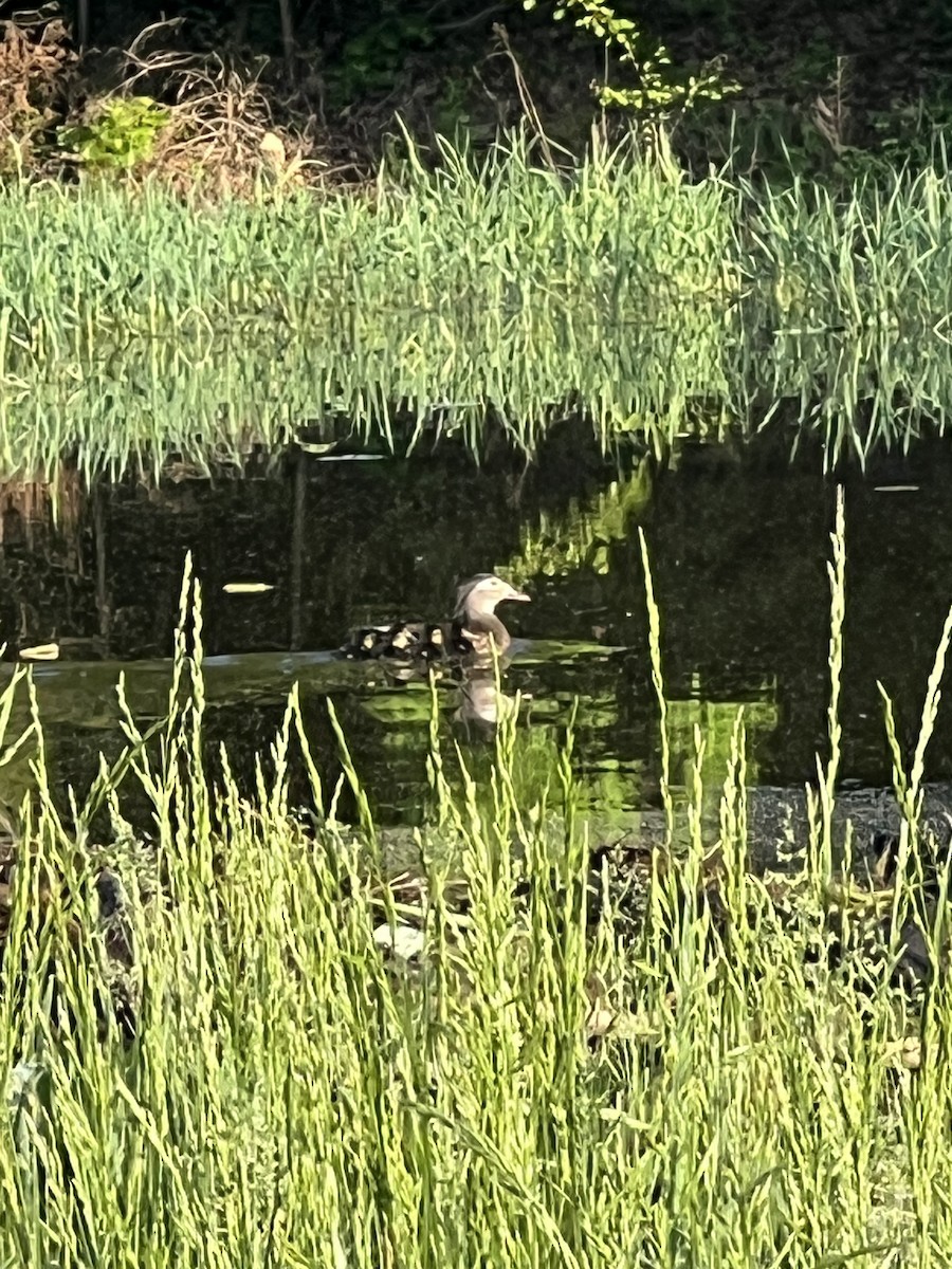 Wood Duck - ML618496753