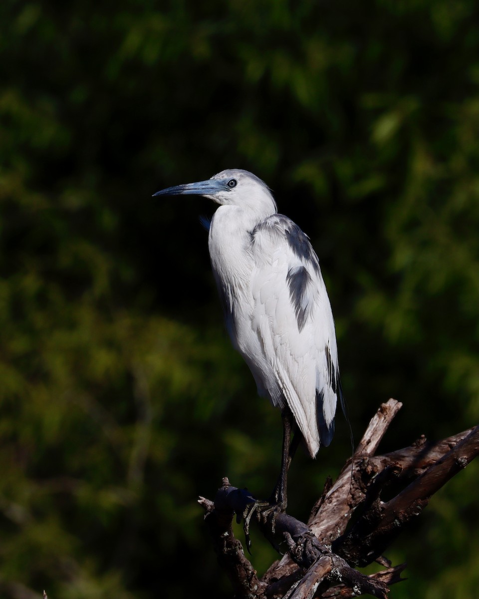 Little Blue Heron - Paul Petrus