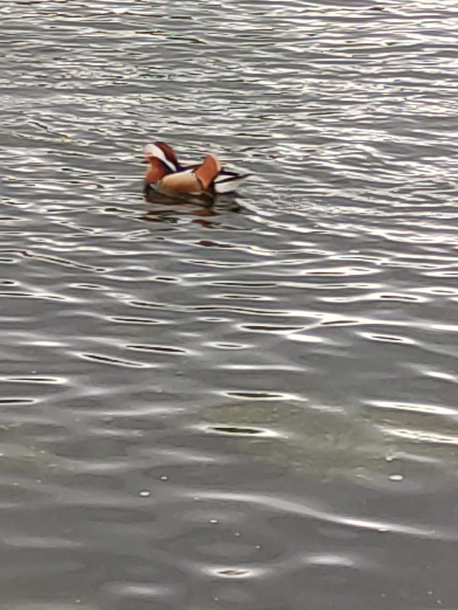 Mandarin Duck - ML618496776