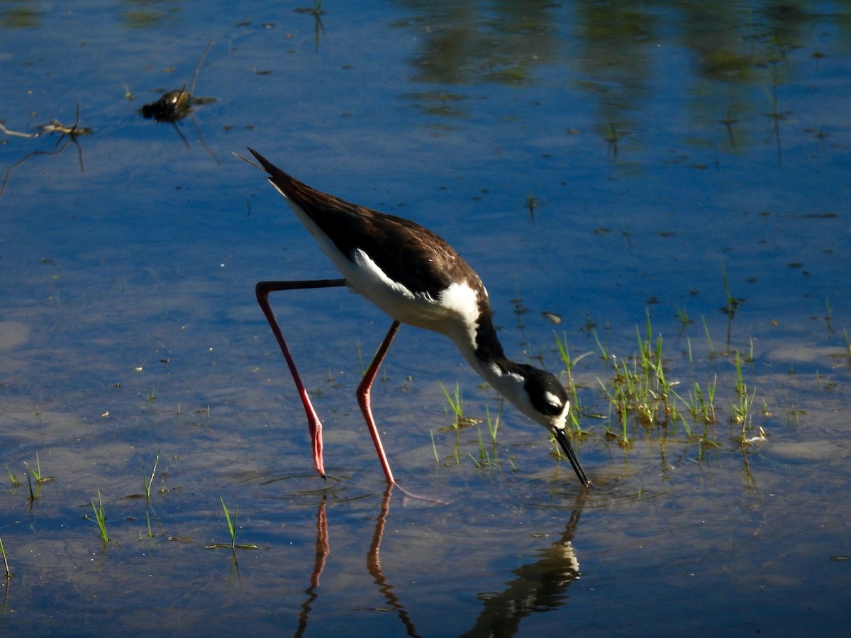 Black-necked Stilt - Francisco Valdes