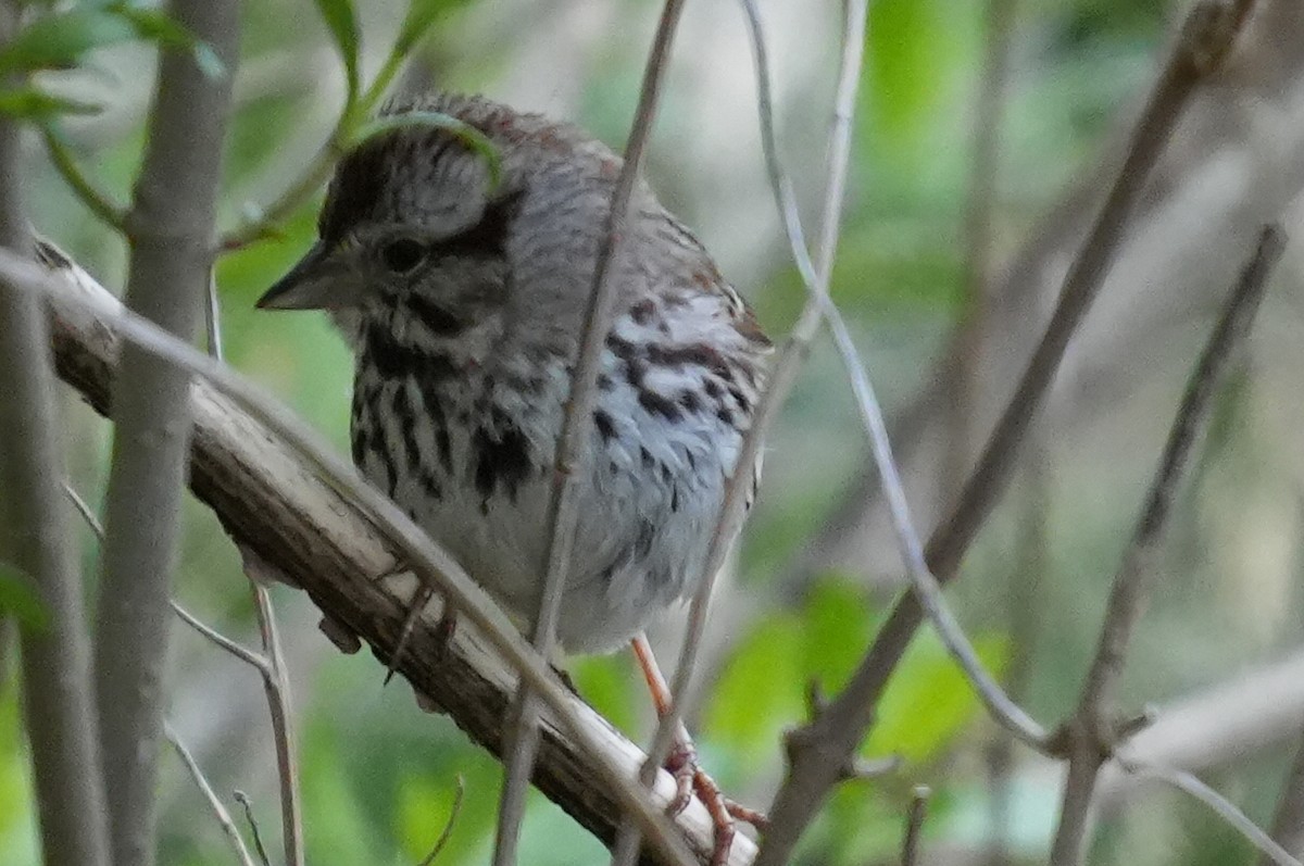 Song Sparrow - ML618496780