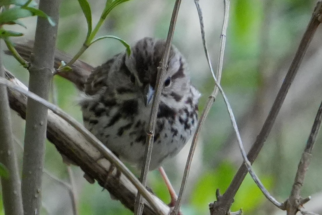 Song Sparrow - ML618496781