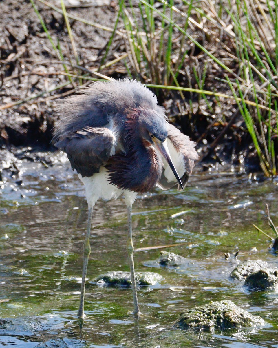 Tricolored Heron - Paul Petrus