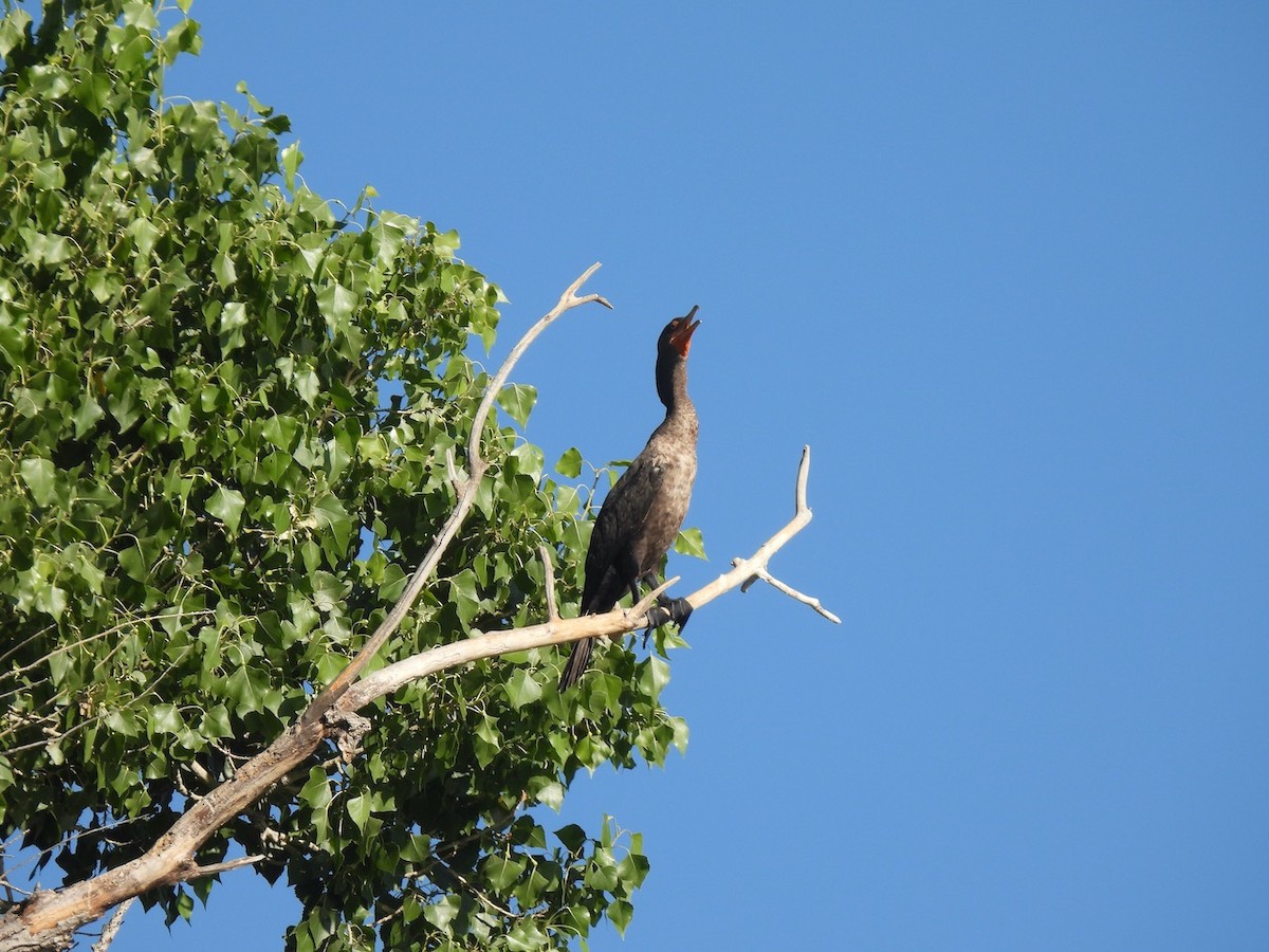 Double-crested Cormorant - Francisco Valdes