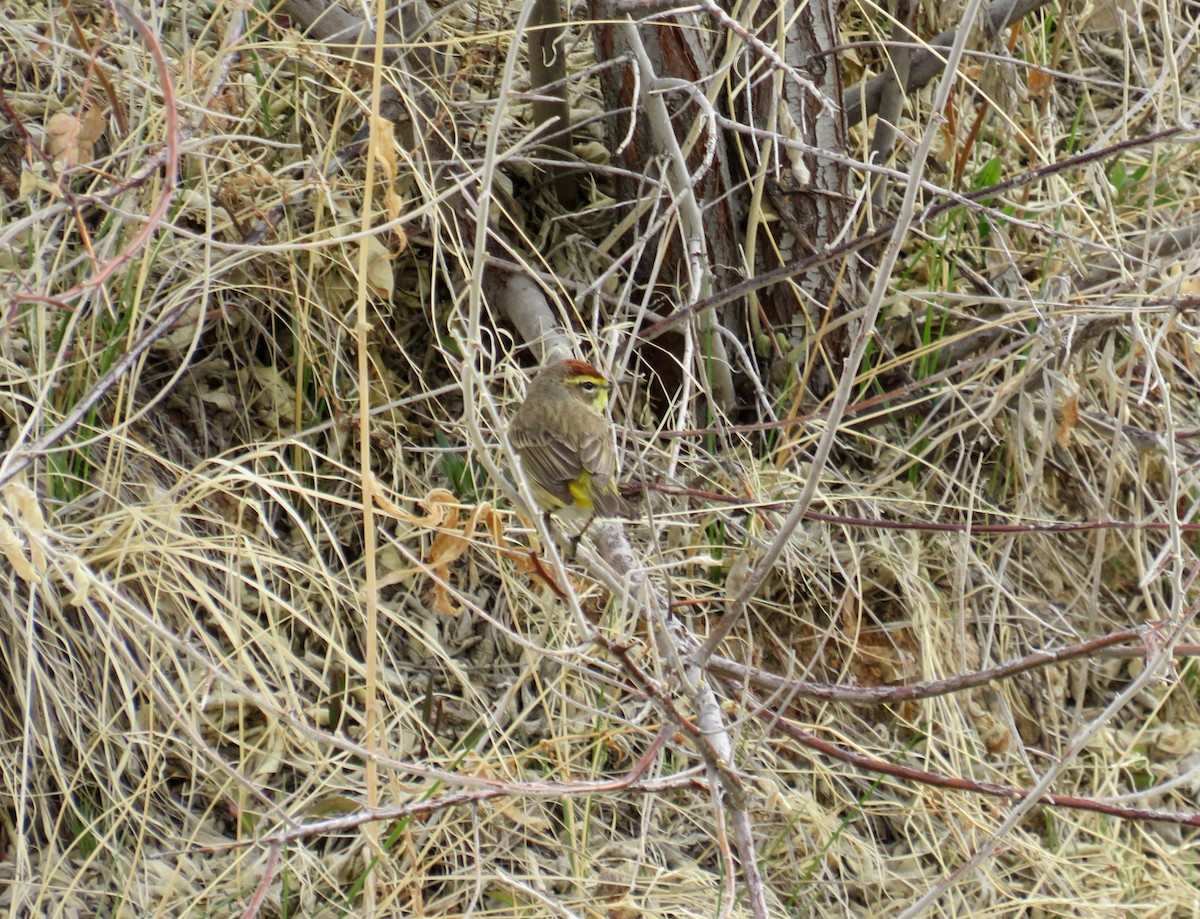 Palm Warbler - ML618496803