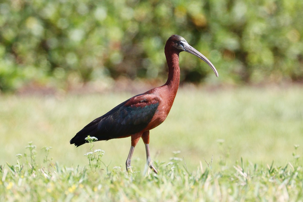 Glossy Ibis - Paul Petrus