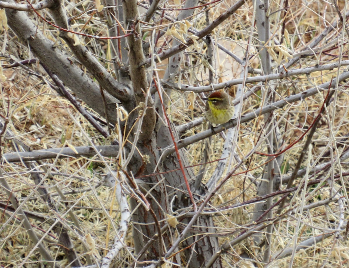 Palm Warbler - ML618496807