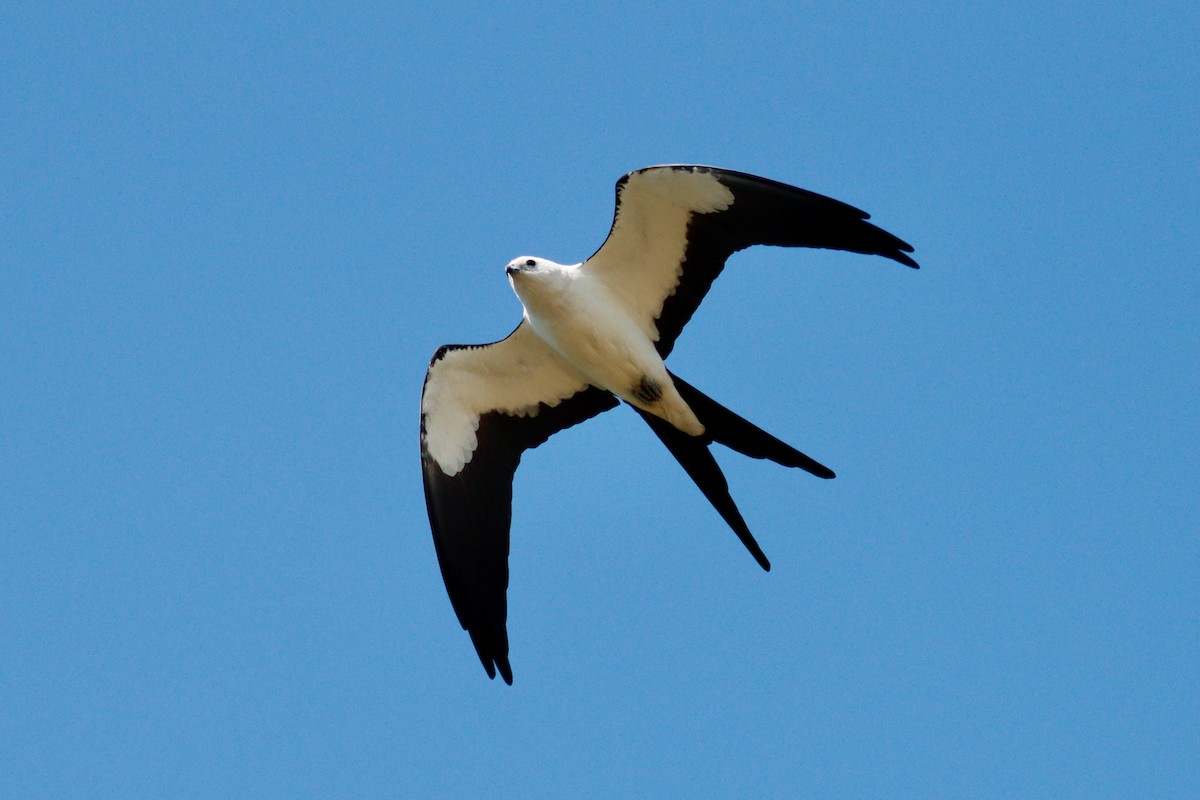 Swallow-tailed Kite - Paul Petrus