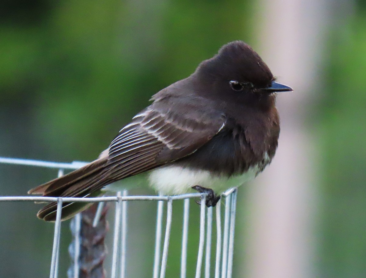 Black Phoebe - Jim Sweeney